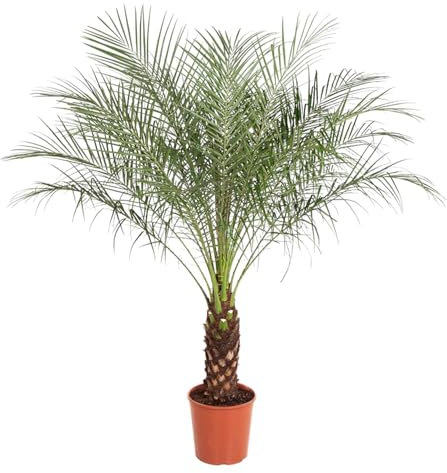 Phoenix Roebelenii Zwergdattelpalme