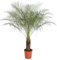 Phoenix Roebelenii Zwergdattelpalme