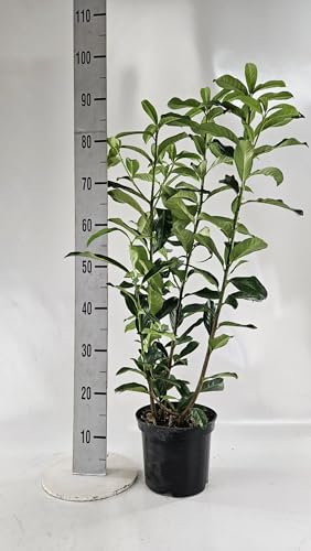 10st. Kirschlorbeer Genolia® 60-80cm Heckenpflanzen im Topf Kirschlorbeeren aus der Baumschule schlank wüchsige Sorte