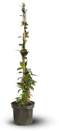 Attitude Jardin - Jasmin etoilé - rhyncospermum - plante grimpante - 100-110 cm - ⌀ 18 cm