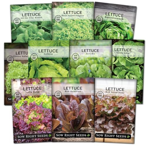 Sow Right Seeds - Large Lettuce Seed Collection for Planting - Buttercrunch, Jericho, Iceberg, Salad Bowl, Little Gem, Black-Seeded Simpson, Lolla Rosa - Non-GMO Heirloom - Outdoors or Hydroponics