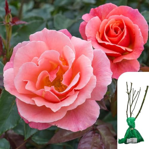 1 x Rosa Fragrant Delight – Floribunda Rose - Lush Pink Blooms - Sweet Fragrance for a Vibrant Garden - When Only The Best Will Do - Top Grade “A” Roses