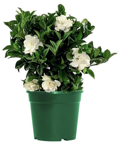 Evergreen Fragrant Gardenia Jasminoides - Cape Jasmine Plant in 13cm Pot