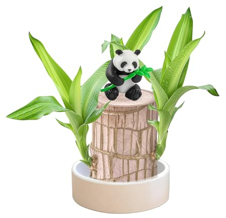 Muzboo Brazilian Lucky Wood Plant – Hydroponic Mini Fortune Tree with Plastic Tray,Indoor Potted Plant for Desktop,Home or Office Decor (1, panda)