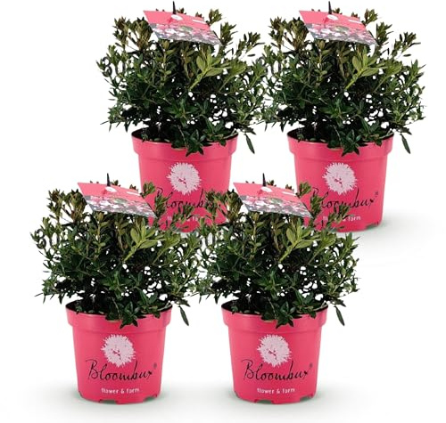 Green boutiQ - Rhododendron Nain - Rhododendron Bloombux Magenta - Buxus Fleuri - Peu d'Entretien - Fleurs Roses - 4 Plantes - Pot 17cm - Hauteur 30-40cm