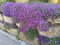 20 Stück blaukissen winterhart mehrjährig pflanze samen Aubrieta cultorum mini garten ingarden bienenwiese topf pflanze robuste balkonpflanzen blumensamen hochzeit gastgeschenk