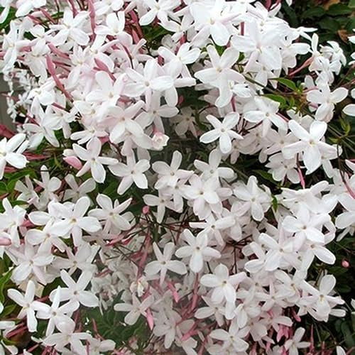 PERZOE 20 Semi di Gelsomino grandiflorum, Fiori Ornamentali da Giardino, Balcone, Decorazione Bonsai Semi di Gelsomino grandiflorum