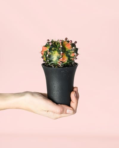 Gymnocalycium Japan Mini | Cactus Naturales Exterior | Pur Plant