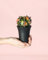 Gymnocalycium Japan Mini | Cactus Naturales Exterior | Pur Plant