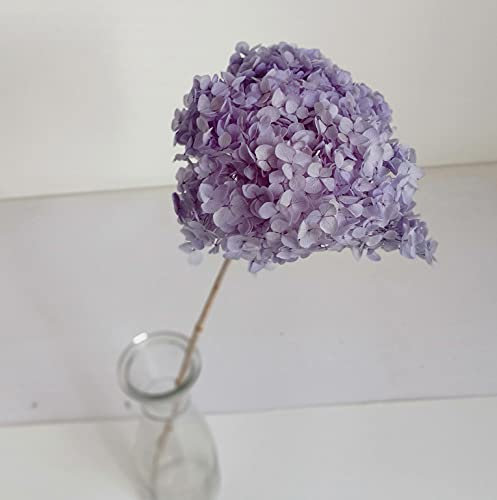 Hortensia stabilisé - Fleurs séchées - 2 tiges Fleur Hortensia conservées - Violet