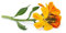 WallFlower Plants, 'Tom Thumb', 9 x Plug Plant Pack, Bedding Plants, Garden Flowers, Wallflowers, Garden Ready and Ready to Plant, Premium Quality Flowers
