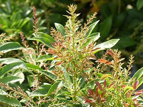 Pieris japonica White Cascade - Schattenglöckchen - 30-40cm