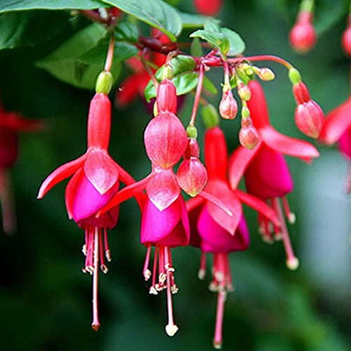 Haloppe 200 Unids Fucsia Hybrida Flores Plantas Semillas para la Plantación de Jardín en Casa, Fuchsia Hybrida Semillas Flor Ornamental Home Garden Office Bonsai Decoración Semillas