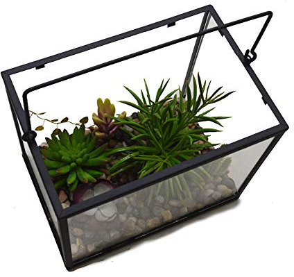 ChengBeautiful Terrarium Portable Desktop Grüne Glasschale Saftig Luft Farn Moos Gilt Das Wohnzimmer Dekorieren (Color : Black, Size : 22x15x18cm)