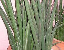 25 semifiori d'Agastache aurantiaca