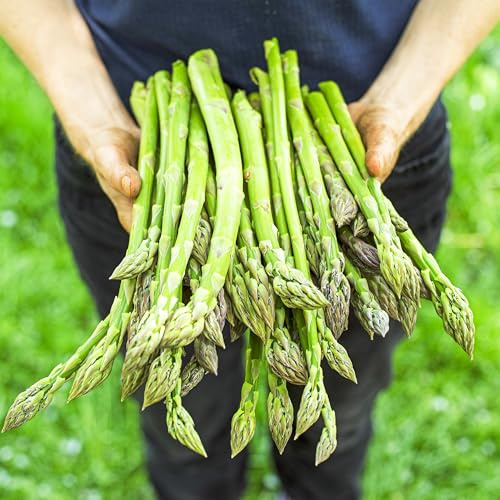 10x Gijnlim Spargelpflanzen - Ertragsstarke Hybrid-Wurzeln für Grünen & Weißen Spargel – Winterhart & Mehrjährig – Frigo-Qualität aus Holland – Ideal für Garten & Hochbeet (Echte Pflanzen)