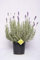 Plantì LAVENDEL, Lavendel Echte Outdoor-Pflanzen, ideal für die Dekoration von Terrassen oder Gärten im Freien, Terrassenpflanzen mit duftenden Blüten, Vasendurchmesser 19 cm (Hidecote Blue)
