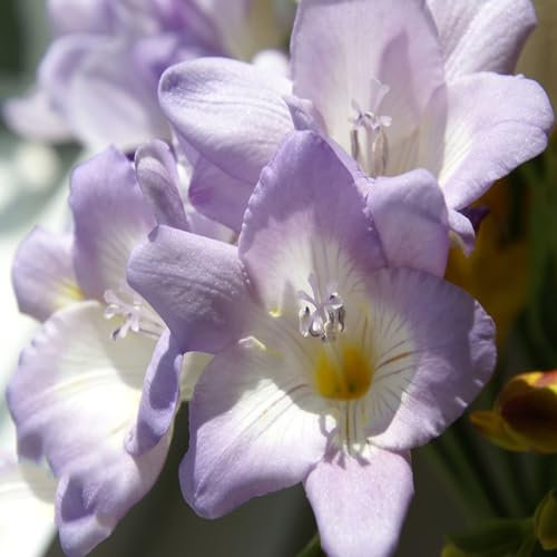 6 pcs freesien bio zwiebeln - frühblüher zwiebeln Hydrokultur blumenwiese, blumenzwiebeln frühblüher blumendeko gartenblumen winterharte stauden gartenpflanzen winterhart