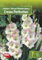 AGRONOM | GLADIOLEN - CREAM PERFECTION | Mehrjährige Blumenzwiebeln | Gelb Blumen | Werden in Blumengärten, Töpfen angebaut, in blühenden Rasenflächen | 7 Blumenzwiebeln