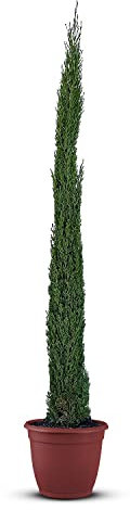 Tropictrees Italienische Zypresse Winterhart, Cupressus Sempervirens Totem 140 cm Höhe, Schlanke Immergrüne Koniferen-Zypressen, Strauch Bäume für Garten und Einfahrt