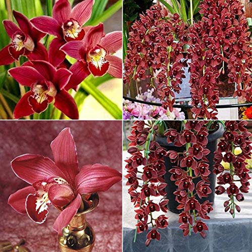 100Pcs Climbing Cymbidium Orchid Flower Seeds Home Window Garden Potted Ornament - Flower Seeds Vegetable Seeds Fruit Seeds Garden Plant Seeds