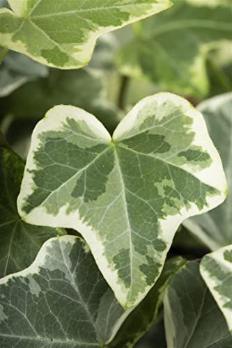 Hedera helix 'Eva' 60-100 cm - Efeu, immergrün, ideal für Wände und Zäune, pflegeleicht, winterhart, luftreinigend