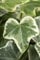 Hedera helix 'Eva' 60-100 cm - Efeu, immergrün, ideal für Wände und Zäune, pflegeleicht, winterhart, luftreinigend