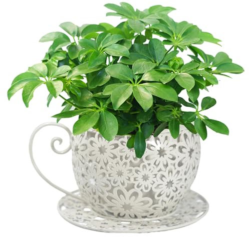 Cunlvyyds Vintage Teacup Planter, Iron Art Garden Pots, Decorative Succulent Plant Holder for Indoor and Outdoor