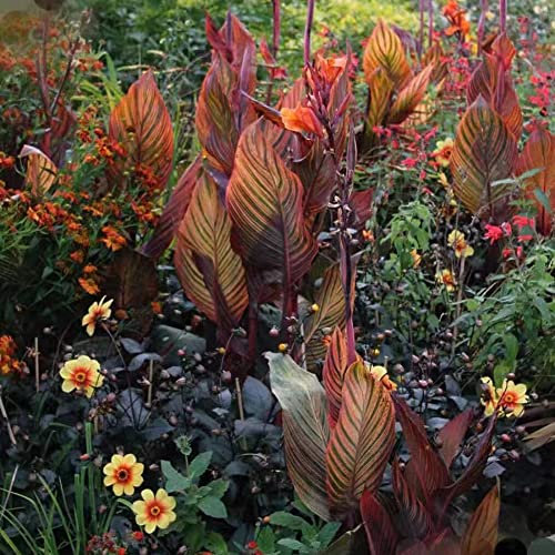 4 Stück canna Lily zwiebeln Cannas Knollen canna lilie Hydroponik - Seltene Pflanzen serie - kleines geschenk für frauen luftreinigende zimmerpflanzen pflanze blumendeko flowers hochbeett