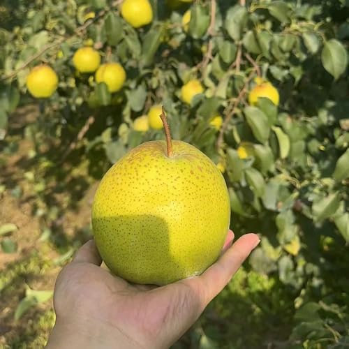 birnenbaum kaufen samen,birnen baum, bonsai, zimmerpflanzen samen birnbaum samen bonsai baum, pflanzensamen exotische früchte, bodendecker winterhart mehrjährig samen balkon, samen 100pcs