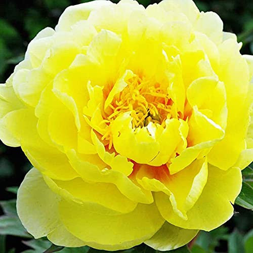 Cooto Garten Pfingstrosen Zwiebeln – Rhizom Itoh Pfingstrose Bartzella - Pfingstrosen Pflanzen Winterhart – Blumen Deko für Garten und Balkon - Blumenzwiebeln Mehrjährig