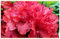 Neue e Azalee Blumensamen rot 50St