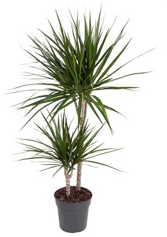 Dracaena marginata Drachenbaum Zimmerpflanze mit schmalen grünen Blättern 100 cm Höhe
