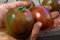 Fash Lady 25+ Premium Heirloom Schwarz Prinz Tomatensamen Organisch Gewachsen-D 51
