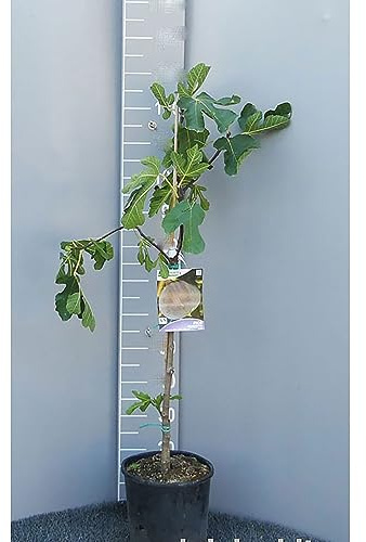 SAVINI VIVAI Figuier, Plantes fruitières, Arbre en pot, 22-24 cm 2-3 ans, Hauteur 130-150 cm