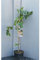 SAVINI VIVAI Pianta di Fico della Signora Piante da Frutto Albero in Vaso 22-24 cm 2-3 Anni Altezza 130-150 cm Made in Italy