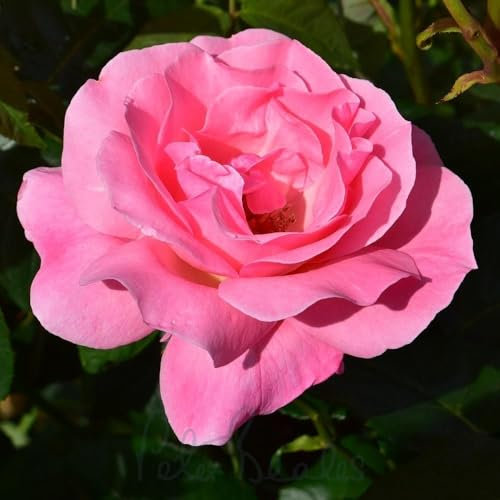 Peter Beales Queen Elizabeth Bush – Silver-Pink Double Blooms, 150cm x 75cm, Floribunda | Classic Royal Rose | Chelsea Flower Show Style
