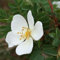 25 x Rosa Pimpinellifolia (= Spinosissima) 60-90cm Wurzelnackt - Bibernell-Rose, Ideal für Schutzhecken | Reichblühend, Krankheitsresistent, Dekorative Beeren