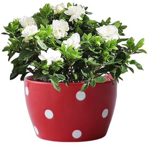 Pesoncarl Blumentöpfe, saftige Töpfe, 4,1 x 2,6 Zoll Keramikpflanztöpfe, weißer Punkt gemusterter roter Blumentopf, Nicht Slip kleine Pflanzentöpfe für Home Offoor Innen im Freien im Freien