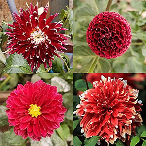 FStening 100 Stück Roter Mix Aus Vier Verschiedenen Sorten Dahlia Samen Im Freien Gepflanzt Ziehen Die Aufmerksamkeit Der Passanten Auf Sich Und Bringen Das Gefühl Der Erfüllung