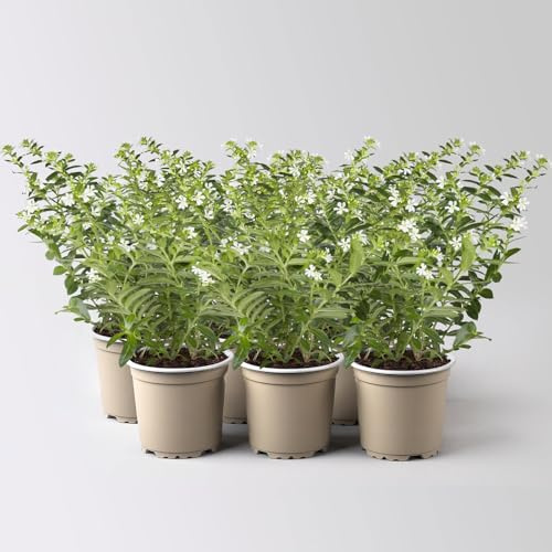 Japanische Scheinmyrte, weiß, Topf-Ø 11 cm, 6 Pflanzen