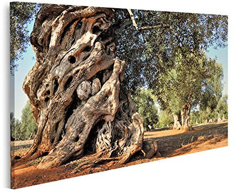 islandburner Bild auf Leinwand Olivenbäume Alter Baum Garten Bilder Wandbilder Poster