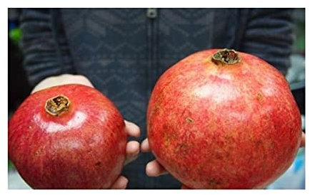 Stk - 30x Türkische Riesen Granatapfel Punica Granatum Pflanzen - Samen A352 - Seeds & Plants Shop by Ipsa