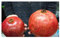 Stk - 30x Türkische Riesen Granatapfel Punica Granatum Pflanzen - Samen A352 - Seeds & Plants Shop by Ipsa