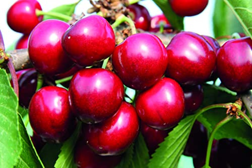 Sweet Cherry Tree for Patio in Pot ‘Sunburst’ Colt Prunus Avium Easy to Grow Your Own Eating Cherries Outdoor Garden Fruit Plants Suitable for Container Growing 1x 12-Litre Potted Plant by Suttons