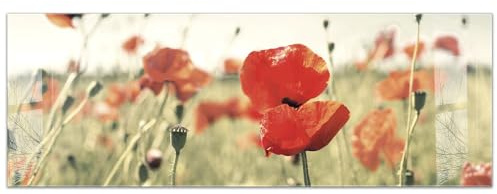 timalo Küchenbild aus Acrylglas modernes Wandbild Glasbild Deko Küche XXL Bild wie Glas | 140x50cm Mohnwiese, Blumenwiese, Blumen, Mohn
