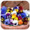 Pansy Power Mix Mini Plug Plants x 24 for Potting On.