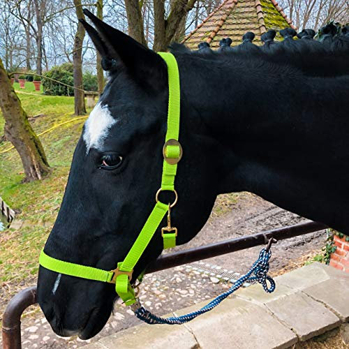 Halfter für Pferd Warmblut, Vollblut, Kaltblut – Stallhalfter, Weidehalfter, 2 Fach verstellbar an Kinnriemen und Genickstück, sicher & reißfest (Hellgrün, Kaltblut)