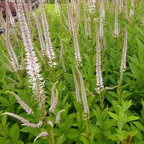 6x Kandelaberehrenpreis 'Pink Glow' - Veronicastrum virginicum ‘Pink Glow’ - Kleincontainer 9x9cm