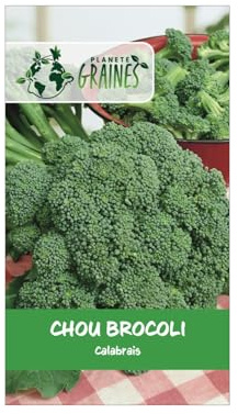 500 Graines de Chou Brocoli Calabrais - Très facile à Cultiver - Récolte Généreuse